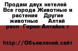 Продам двух нетелей - Все города Животные и растения » Другие животные   . Алтай респ.,Горно-Алтайск г.